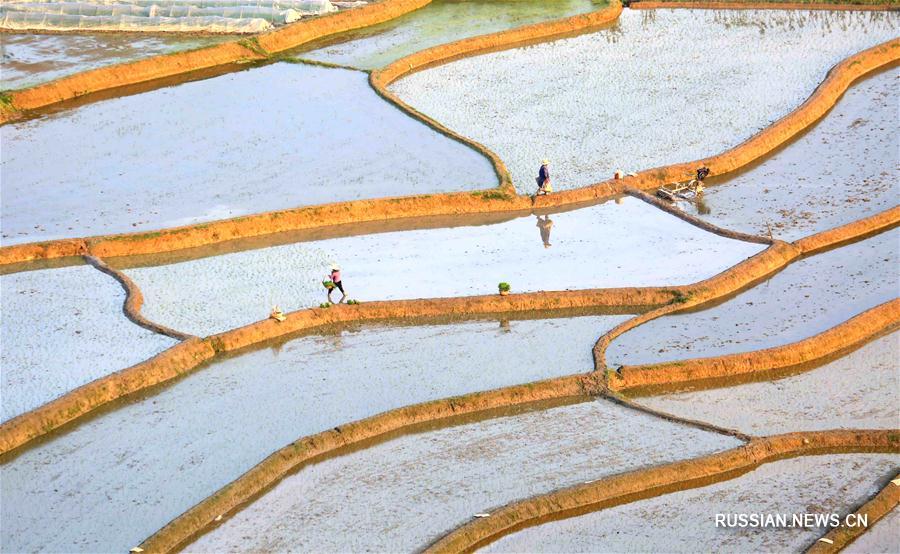 Финансовая помощь гарантирует посадки скороспелого риса в уезде Юнфэн провинции Цзянси