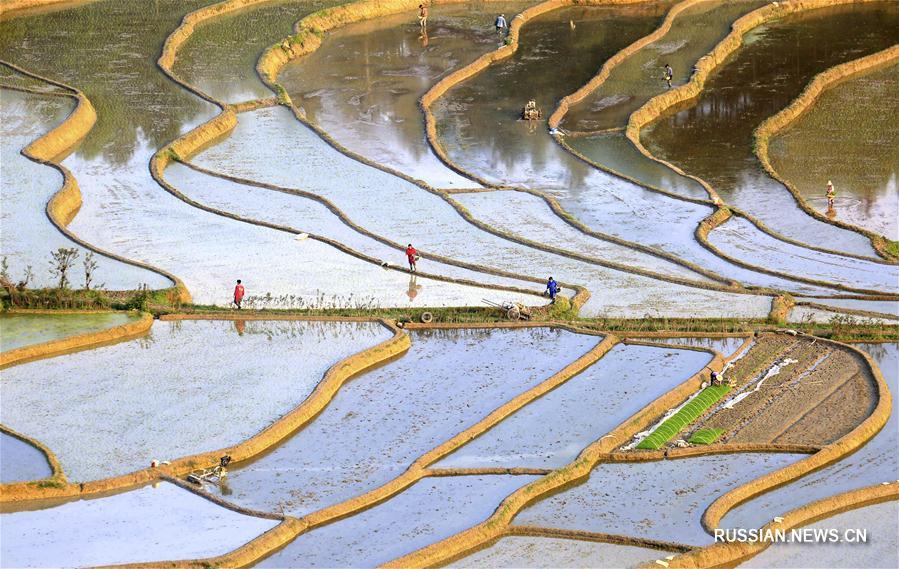 Финансовая помощь гарантирует посадки скороспелого риса в уезде Юнфэн провинции Цзянси