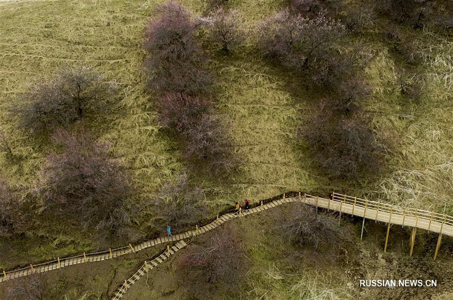 Тысячелетний абрикосовый лес в уезде Синьюань