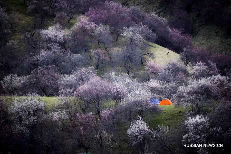 Тысячелетний абрикосовый лес в уезде Синьюань