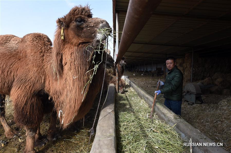 Разведение верблюдов в деревнях на северо-западе Китая