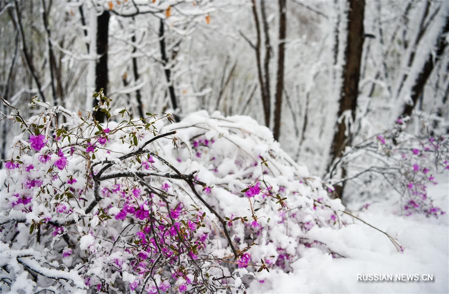 На севере Китая неожиданно выпал снег