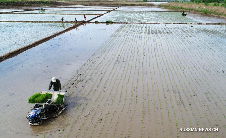 В провинции Хэйлунцзян начался сезон высадки риса