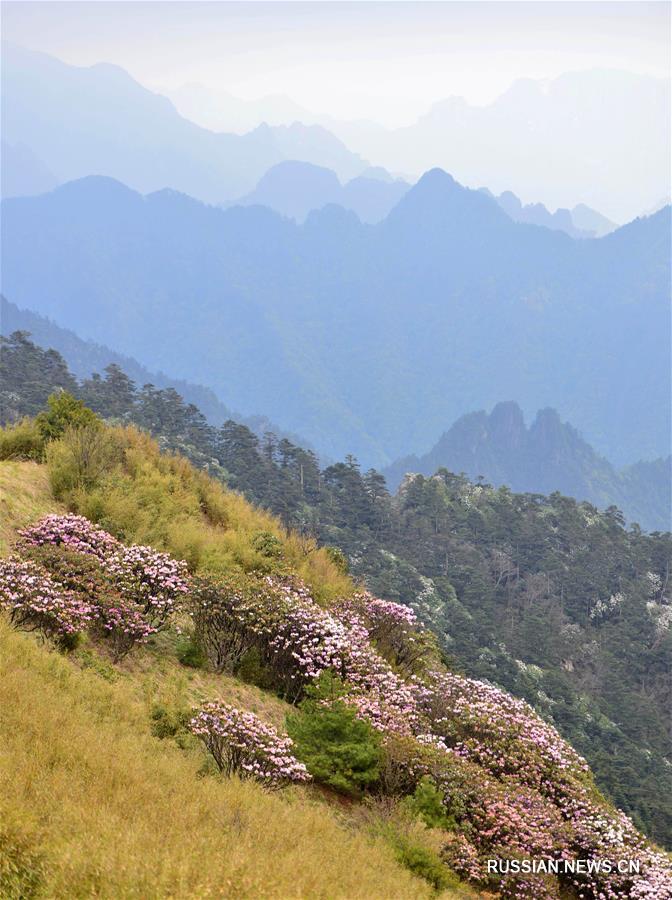 Цветение азалий в горах Шэньнунцзя