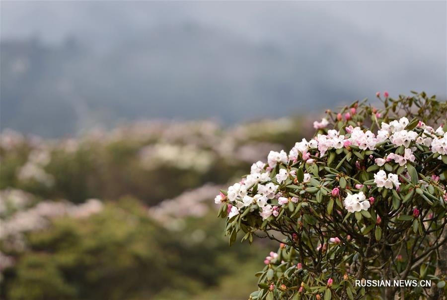 Цветение азалий в горах Шэньнунцзя