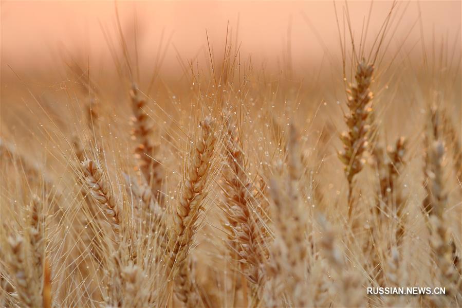 Малое изобилие наполняет пшеничные зерна