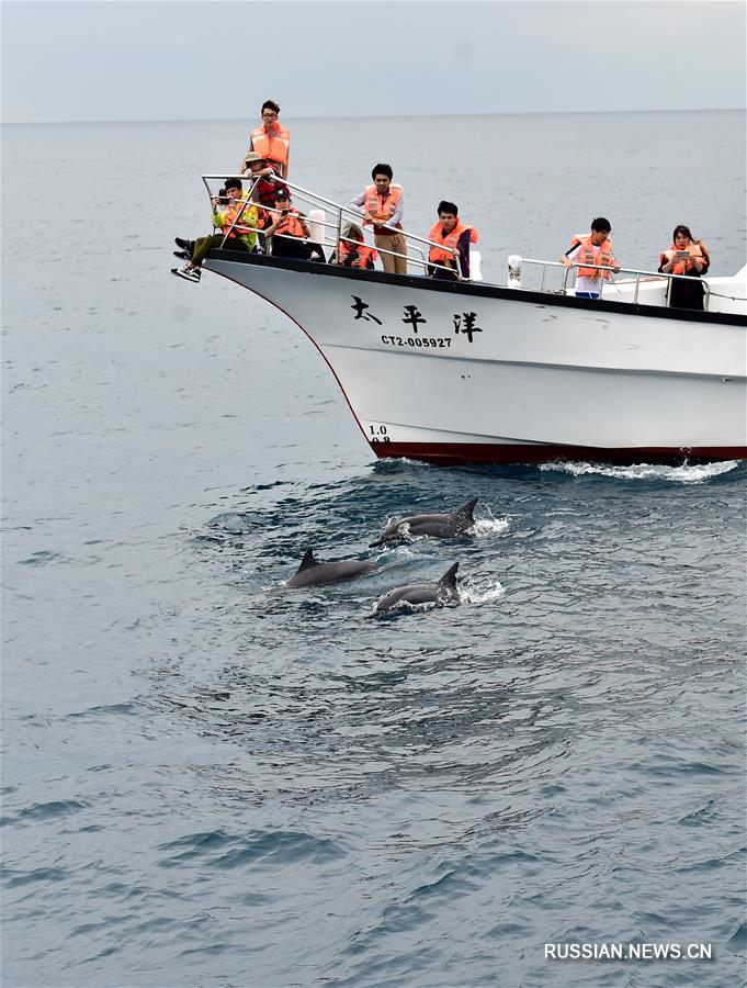 В гости к дельфинам