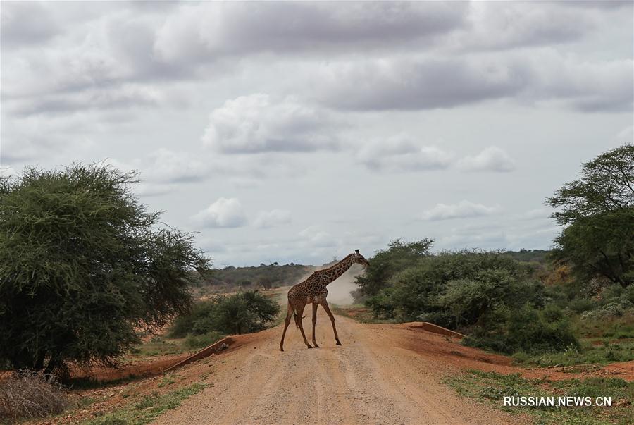 Национальный парк Амбосели в Кении