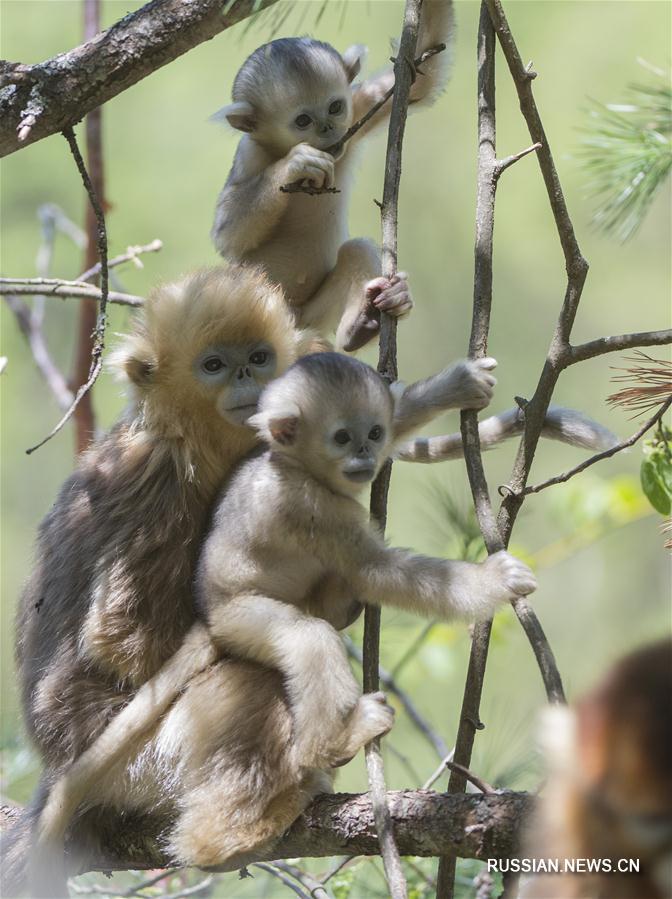 С начала года в парке Шэньнунцзя родились 11 детенышей золотистой обезьяны 