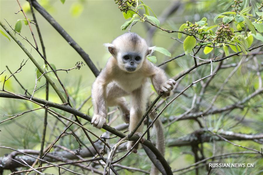 С начала года в парке Шэньнунцзя родились 11 детенышей золотистой обезьяны 
