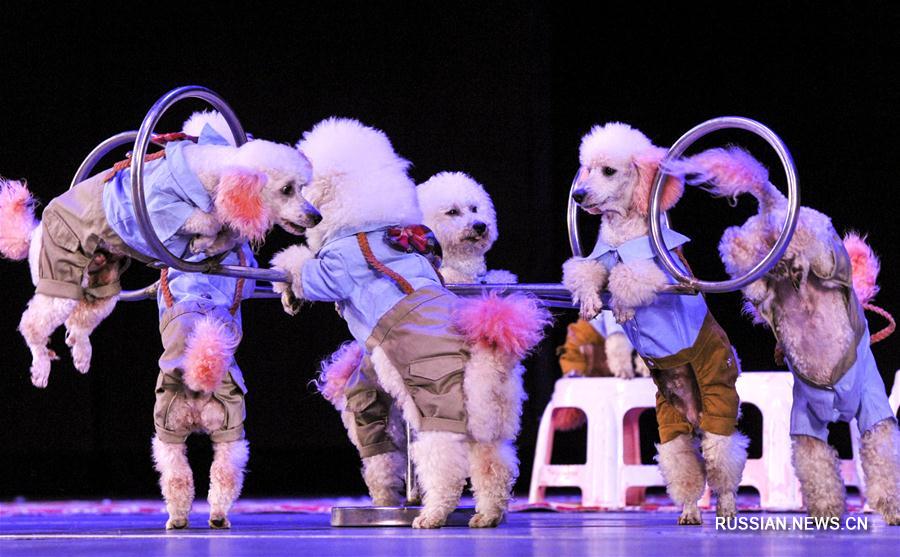 В Урумчи открылся цирковой фестиваль