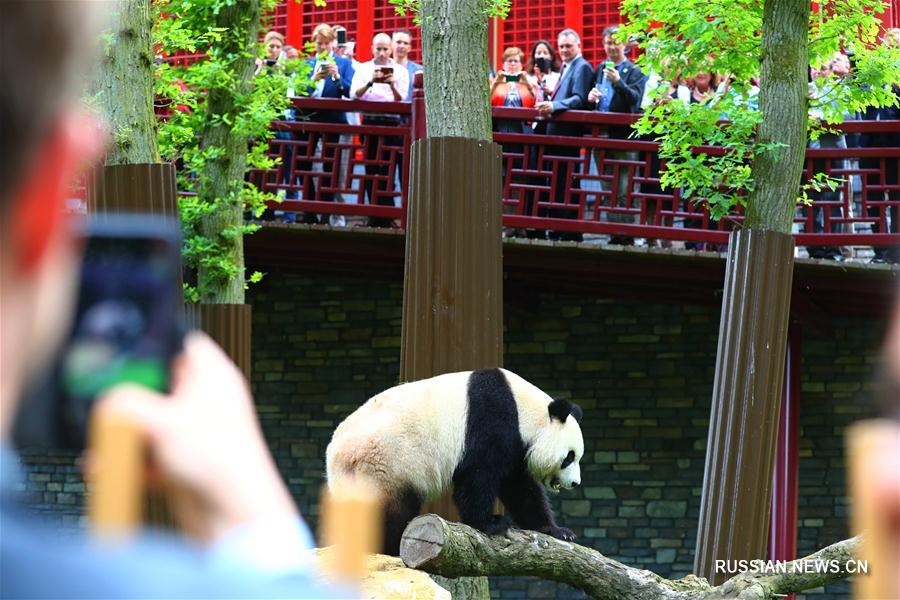 Большие панды Синъя и Увэнь впервые предстали перед нидерландской публикой 