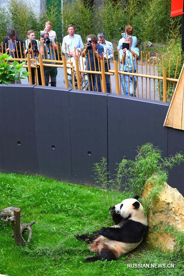 Большие панды Синъя и Увэнь впервые предстали перед нидерландской публикой 