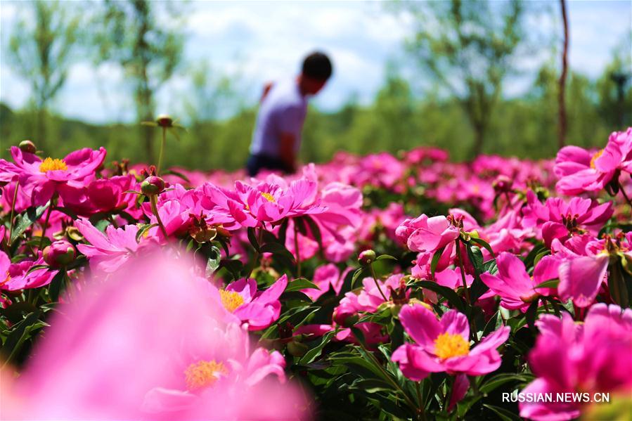 Цветущие пионы в провинции Хэбэй