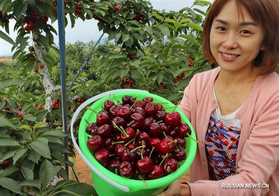Сбор урожая вишни в провинции Хэбэй