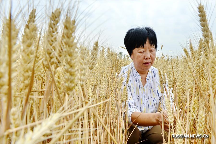 Пшеничные поля в провинции Хэбэй