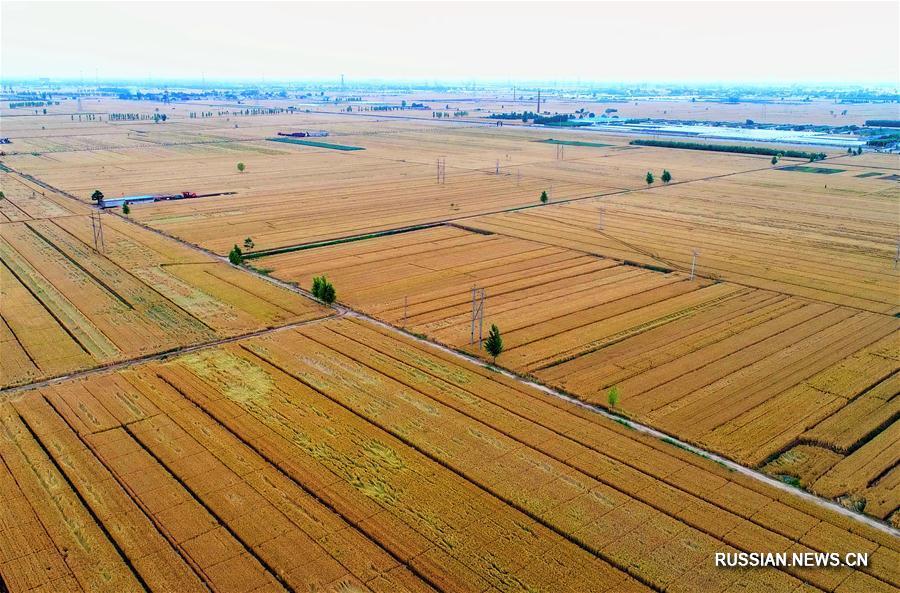 Пшеничные поля в провинции Хэбэй