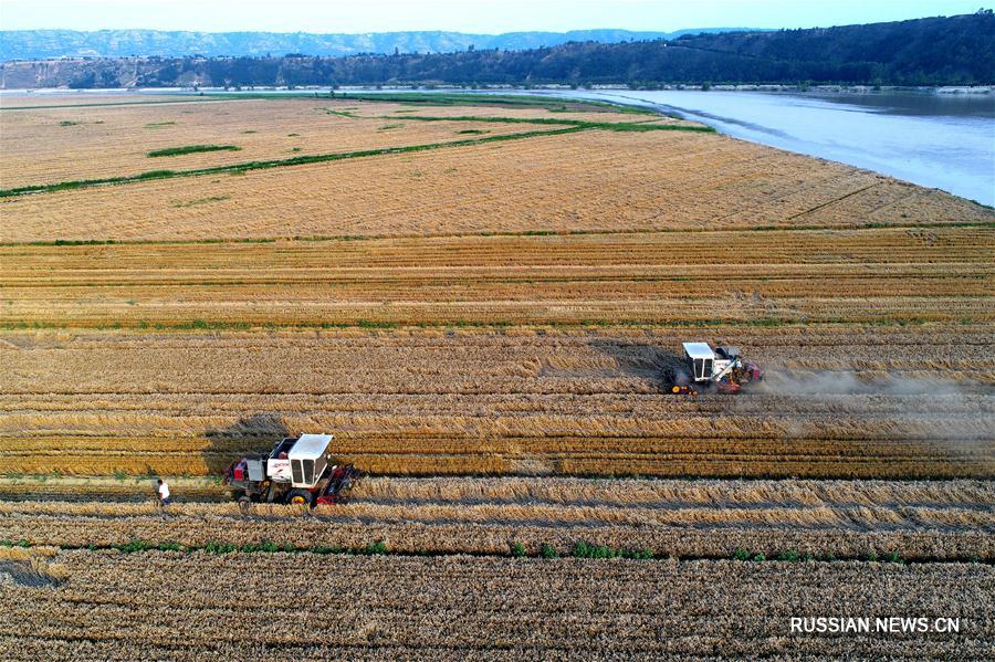 Уборочная страда на берегу Хуанхэ