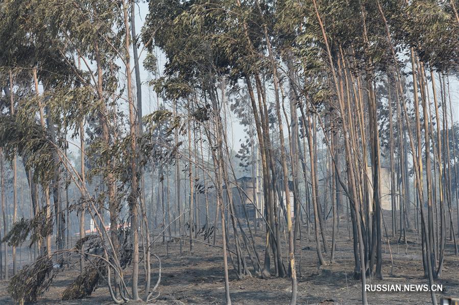 Как минимум 61 человек погиб в результате лесного пожара в Португалии