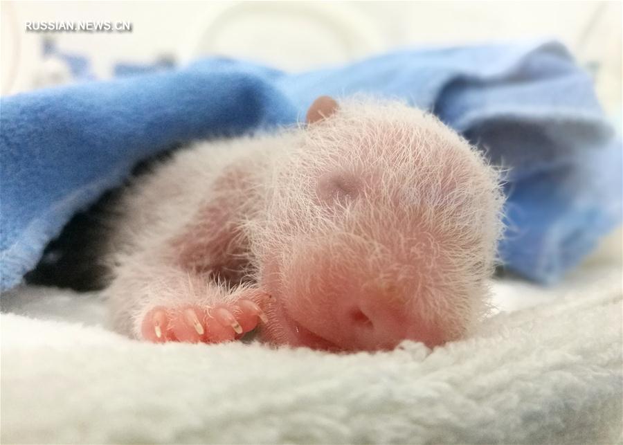 Трое детенышей панды родились в северо-западной китайской провинции Шэньси 