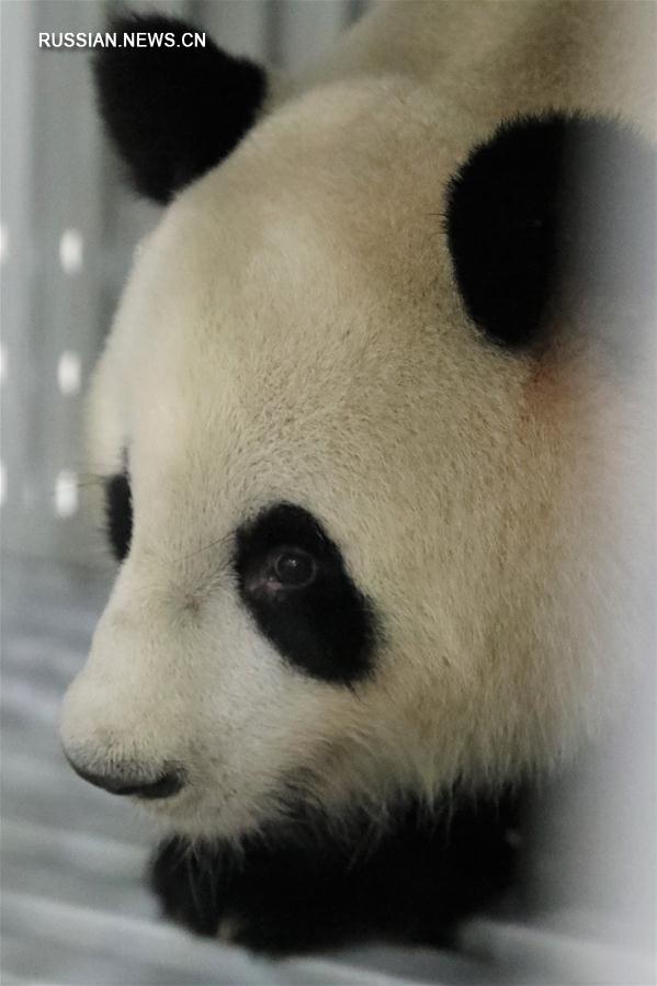 Две панды отправились из Китая в Германию в рамках международного сотрудничества  по исследованию этих животных