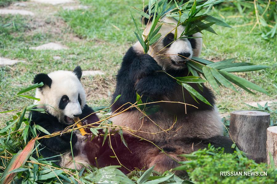 В Аомэне празднуют год со дня рождения бамбуковых медведей-близнецов Цзяньцзяня и Канкана