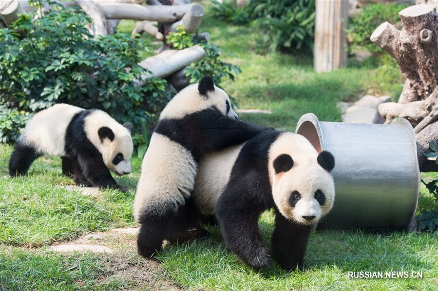 В Аомэне празднуют год со дня рождения бамбуковых медведей-близнецов Цзяньцзяня и Канкана