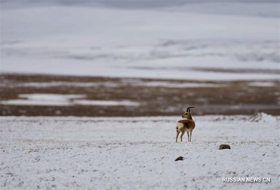 （图文互动）（1）高原的精灵，人类的朋友&mdash;&mdash;青藏高原野生动物科考见闻录