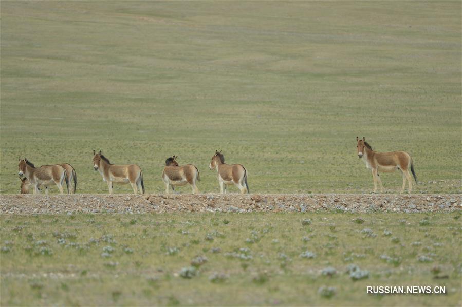 （图文互动）（2）高原的精灵，人类的朋友&mdash;&mdash;青藏高原野生动物科考见闻录