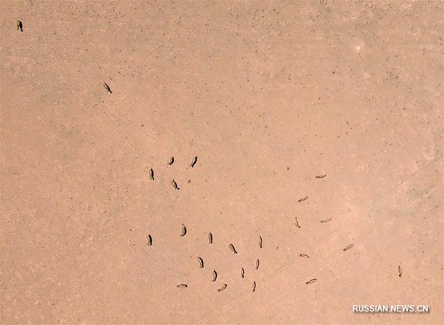 （图文互动）（3）高原的精灵，人类的朋友&mdash;&mdash;青藏高原野生动物科考见闻录