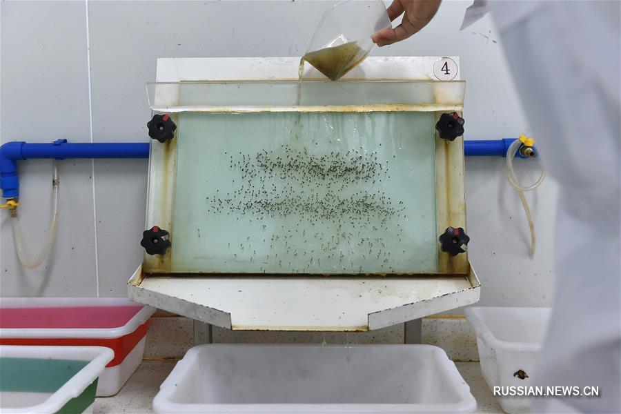 "Боевые комары" из Китая помогут миру бороться с эпидемиями