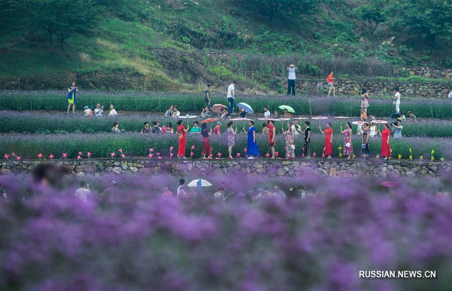 Фиолетовое вербеновое море в Ханчжоу