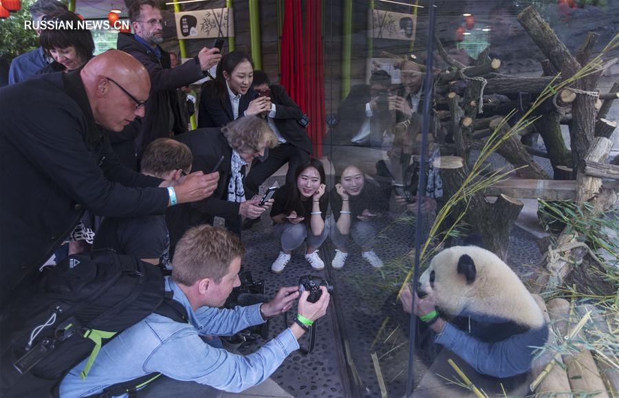 Панды из Китая поселились в Берлинском зоопарке