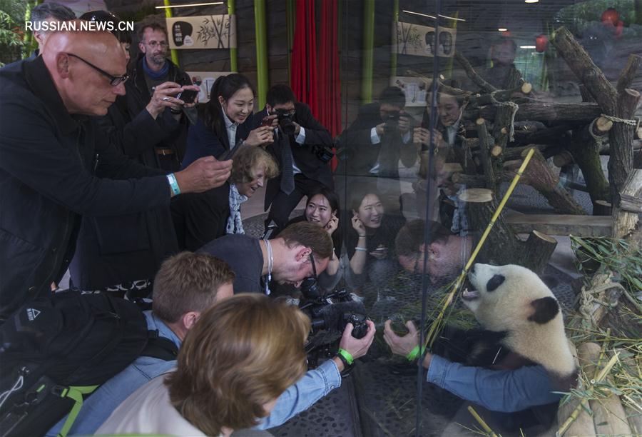 Панды из Китая поселились в Берлинском зоопарке