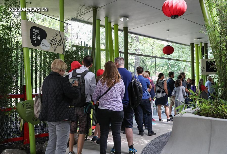Панды из Китая -- новые кумиры берлинской публики