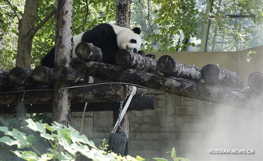 Обитателей Пекинского зоопарка спасают от жары