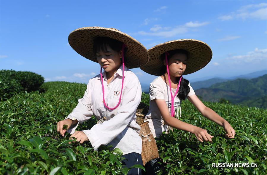 Сбор чайных листьев на юге Китая