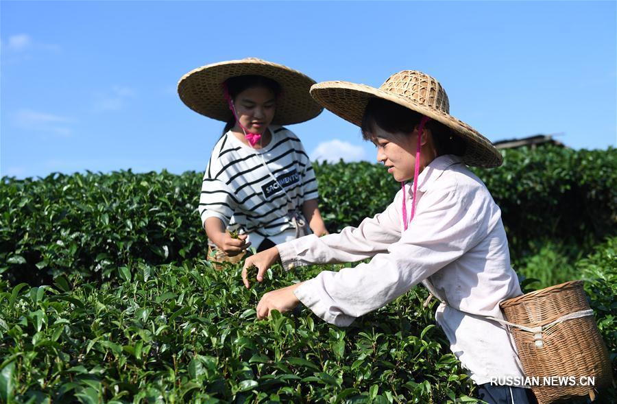 Сбор чайных листьев на юге Китая