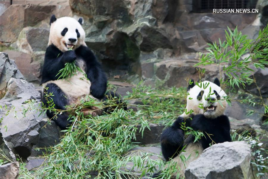Панды из Ханчжоуского зоопарка празднуют трехлетие