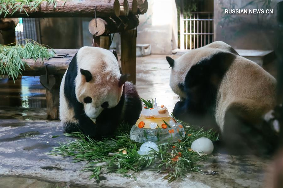 Панды из Ханчжоуского зоопарка празднуют трехлетие