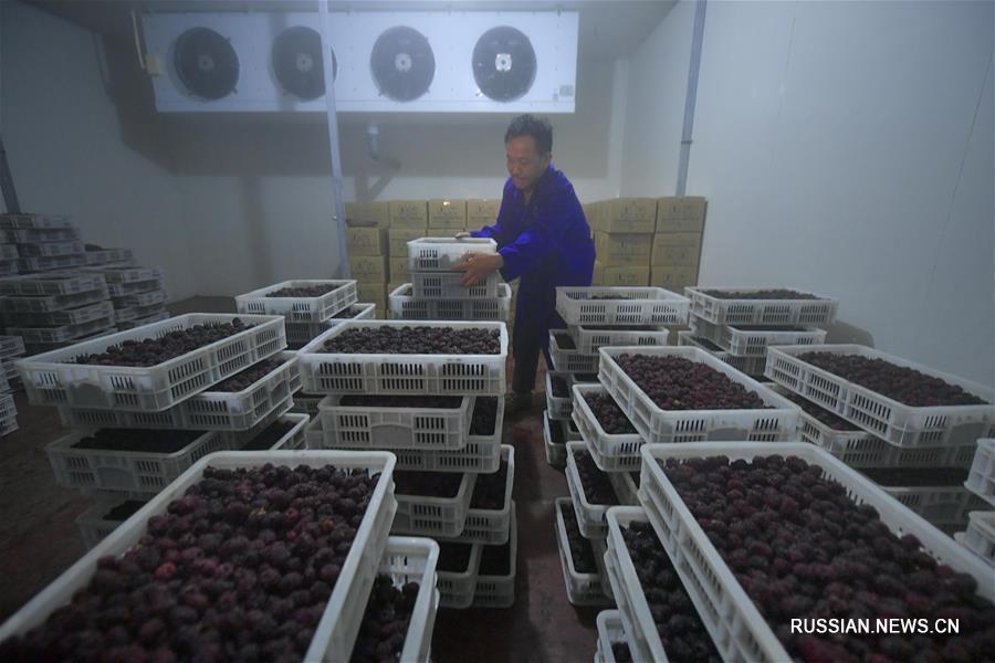 Выращивание малины в провинции Хубэй
