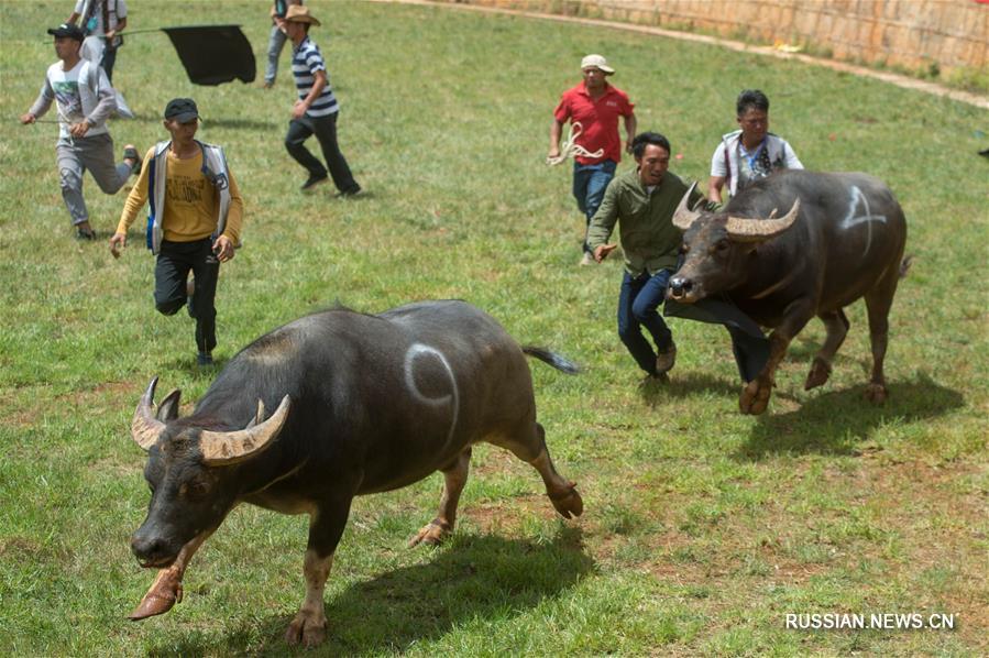 Бой быков на ийском празднике Хобацзе в провинции Юньнань