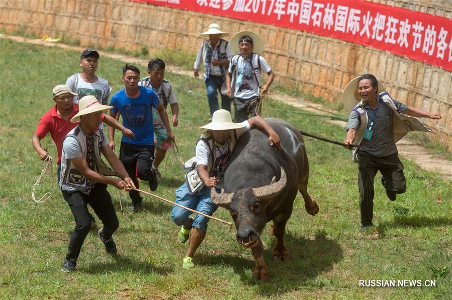 Бой быков на ийском празднике Хобацзе в провинции Юньнань