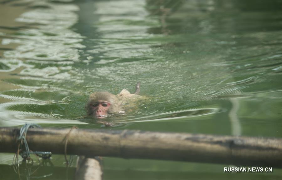 Обитатели нанкинского зоопарка Хуншань спасаются от зноя