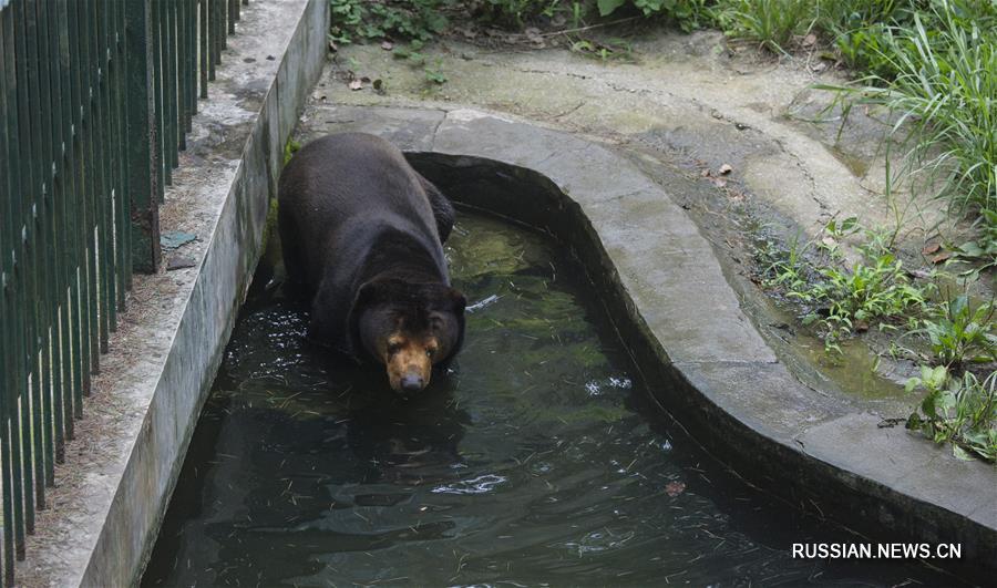 Обитатели нанкинского зоопарка Хуншань спасаются от зноя