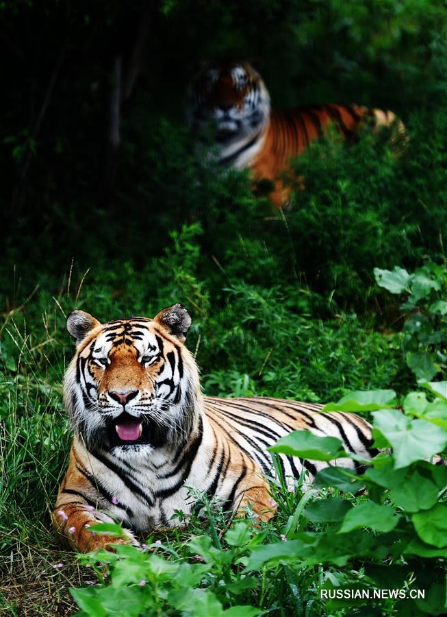 Маньчжурские тигры спасаются от летней жары