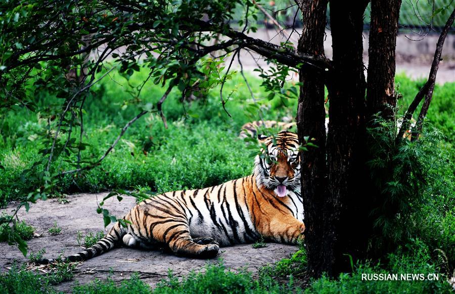Маньчжурские тигры спасаются от летней жары