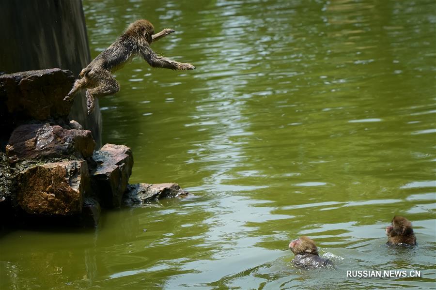 Как животные справляются с жарой в Хэфэйском зоопарке