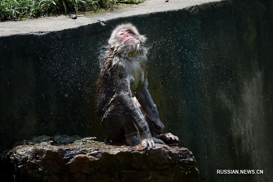 Как животные справляются с жарой в Хэфэйском зоопарке