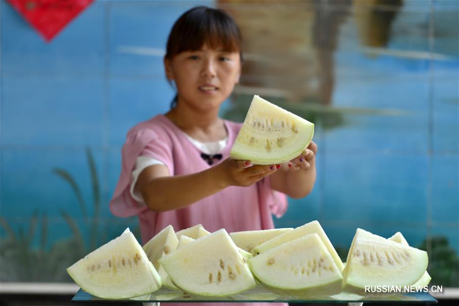 Выращивание белых дынь принесло достаток жителям на севере Китая